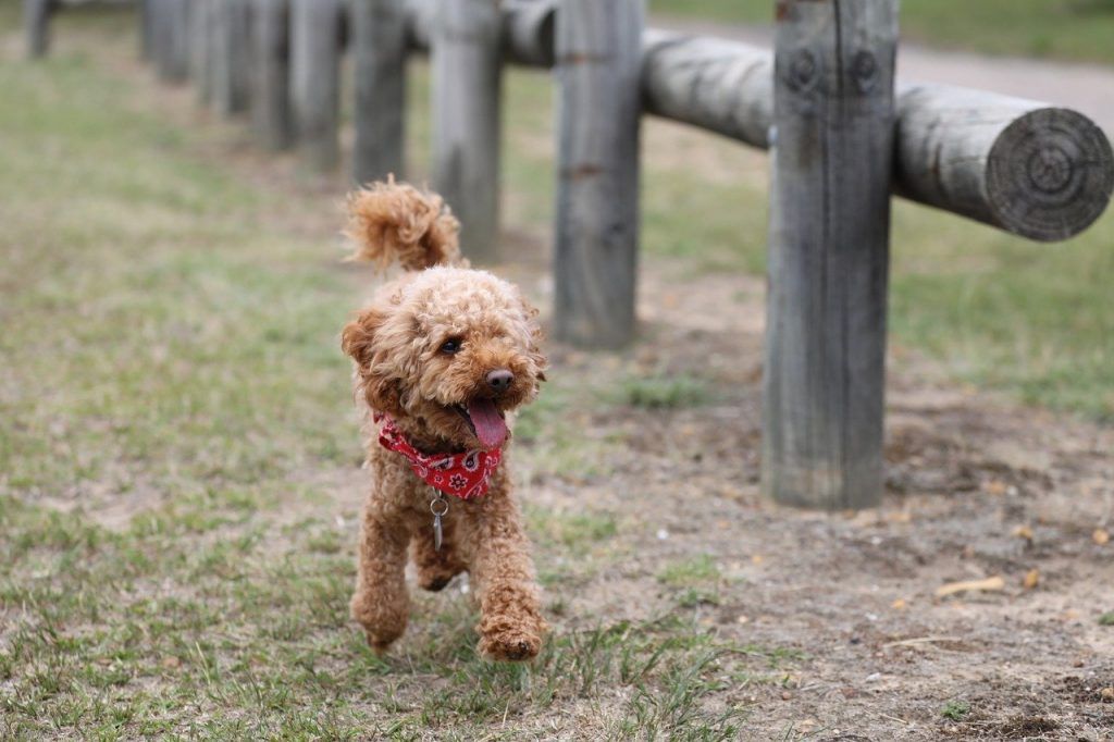 Perro Caniche toy, miniatura o mini.