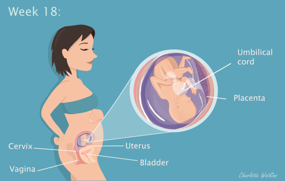 18 weeks pregnant - the science part