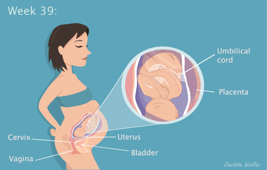 39 weeks pregnant - The science part