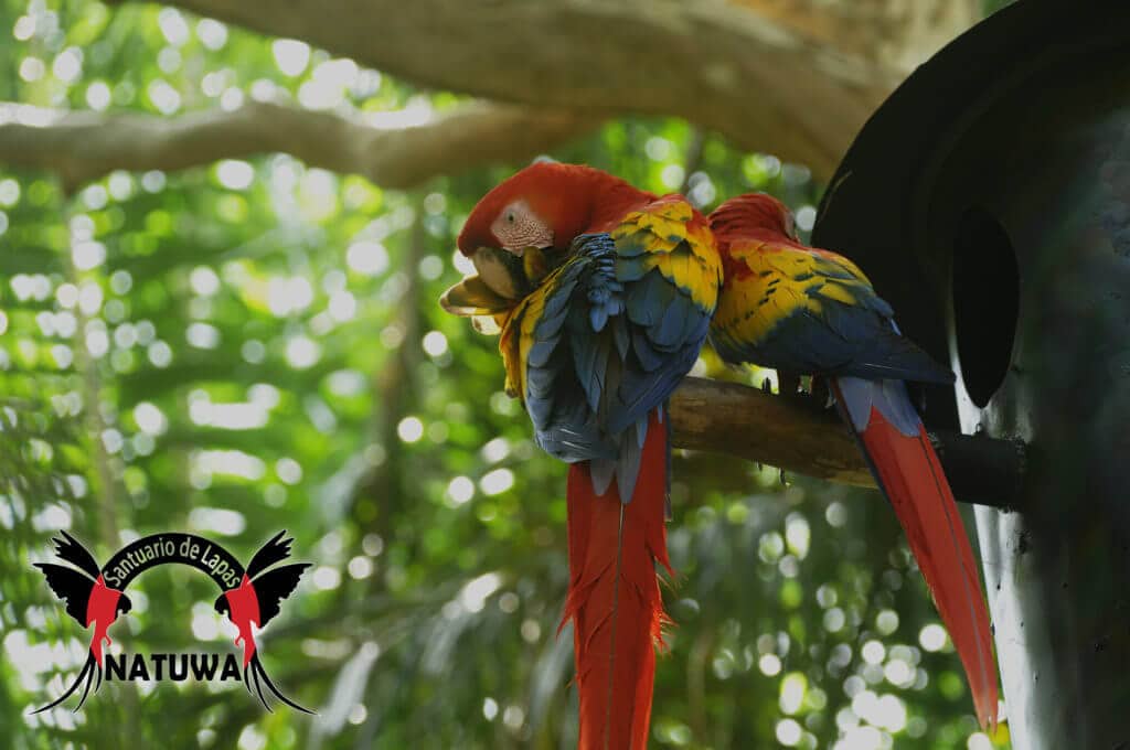 Nido artificial para guacamayo, NATUWA, Costa Rica