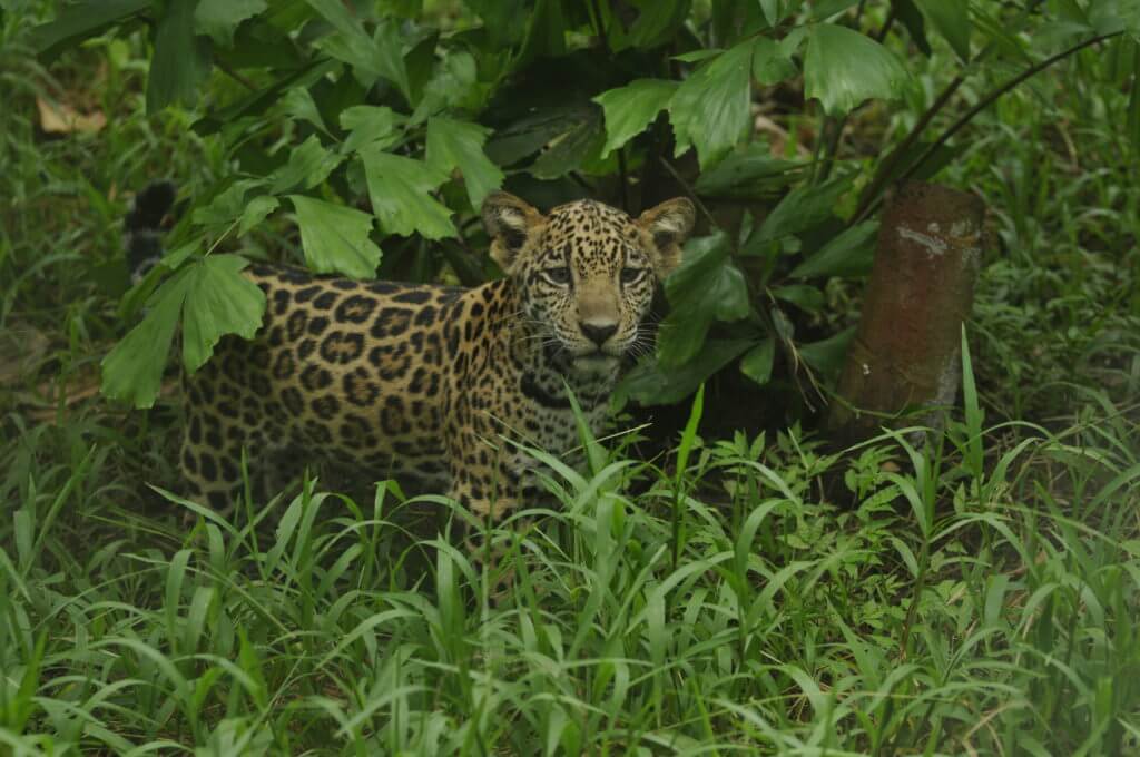 Jaguar Sanctuary in Puntarenas (Panthera onca) NATUWA, Costa Rica