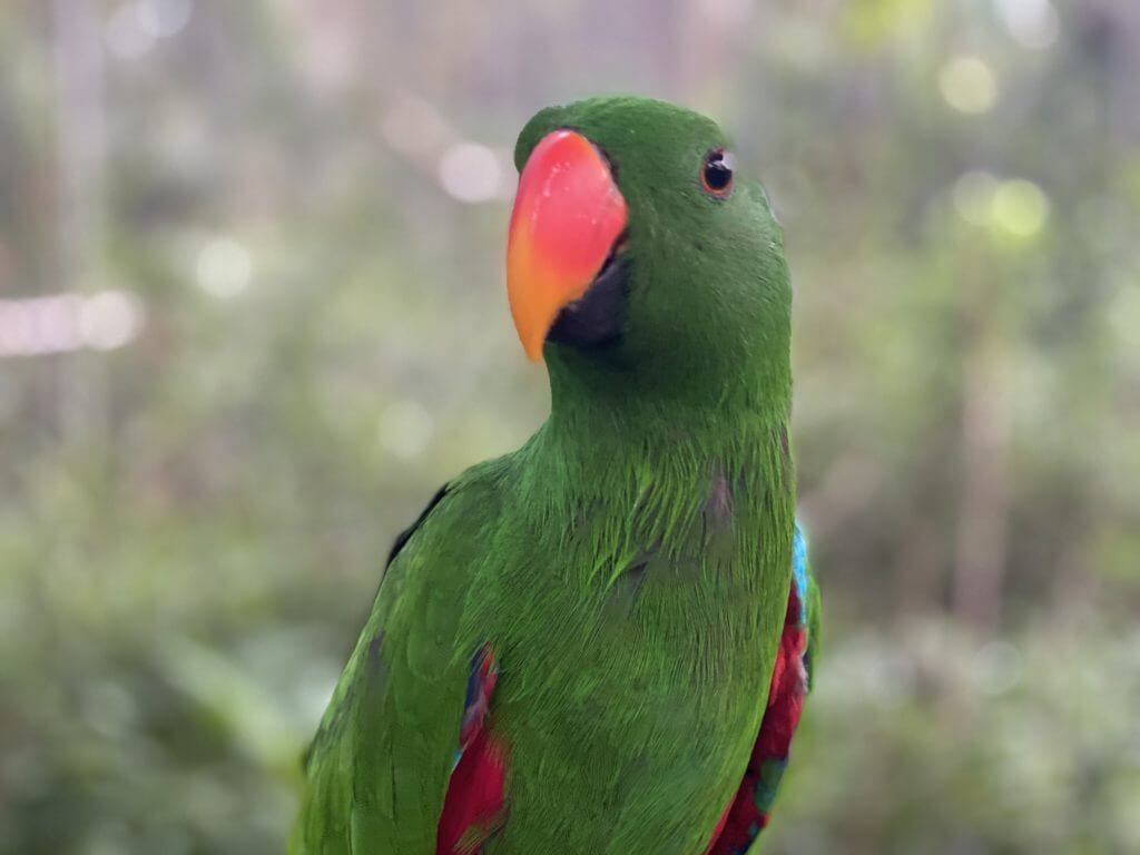 The Eclectus Parrot NATUWA Sanctuary Costa Rica