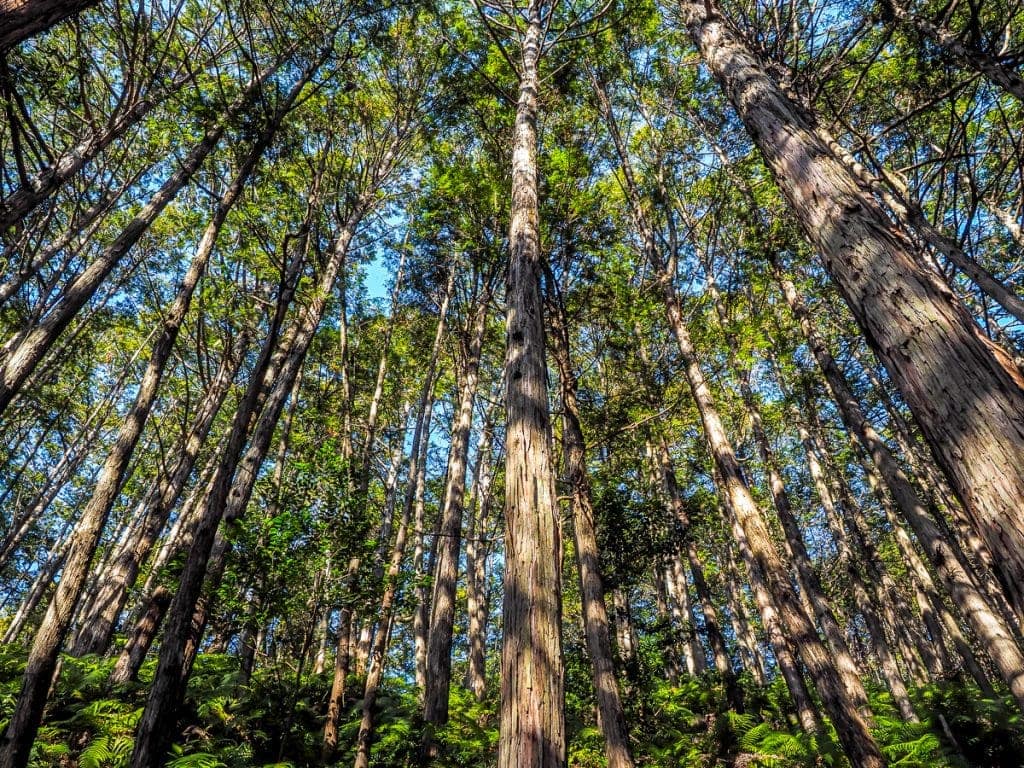 Japan S Sacred Kumano Kodo Walk In Winter Spiritual Travels
