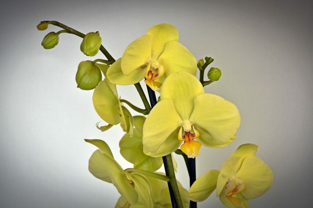 Yellow Orchids