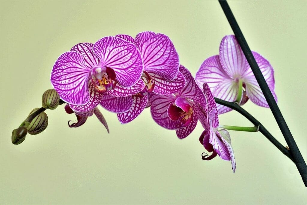 Purple Orchids
