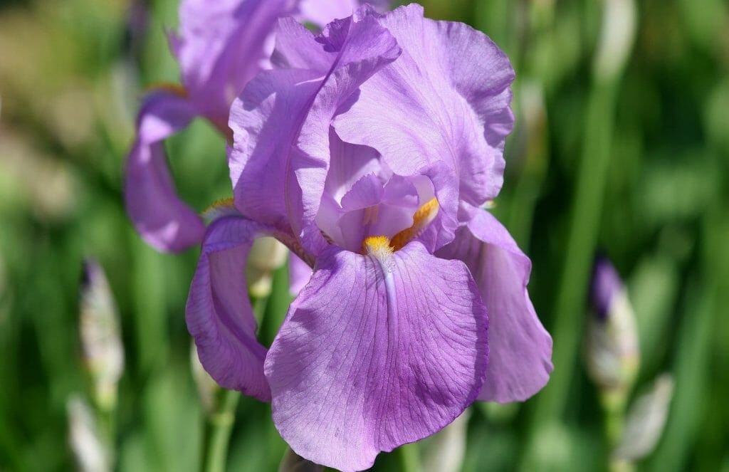 Bearded Iris Flowers