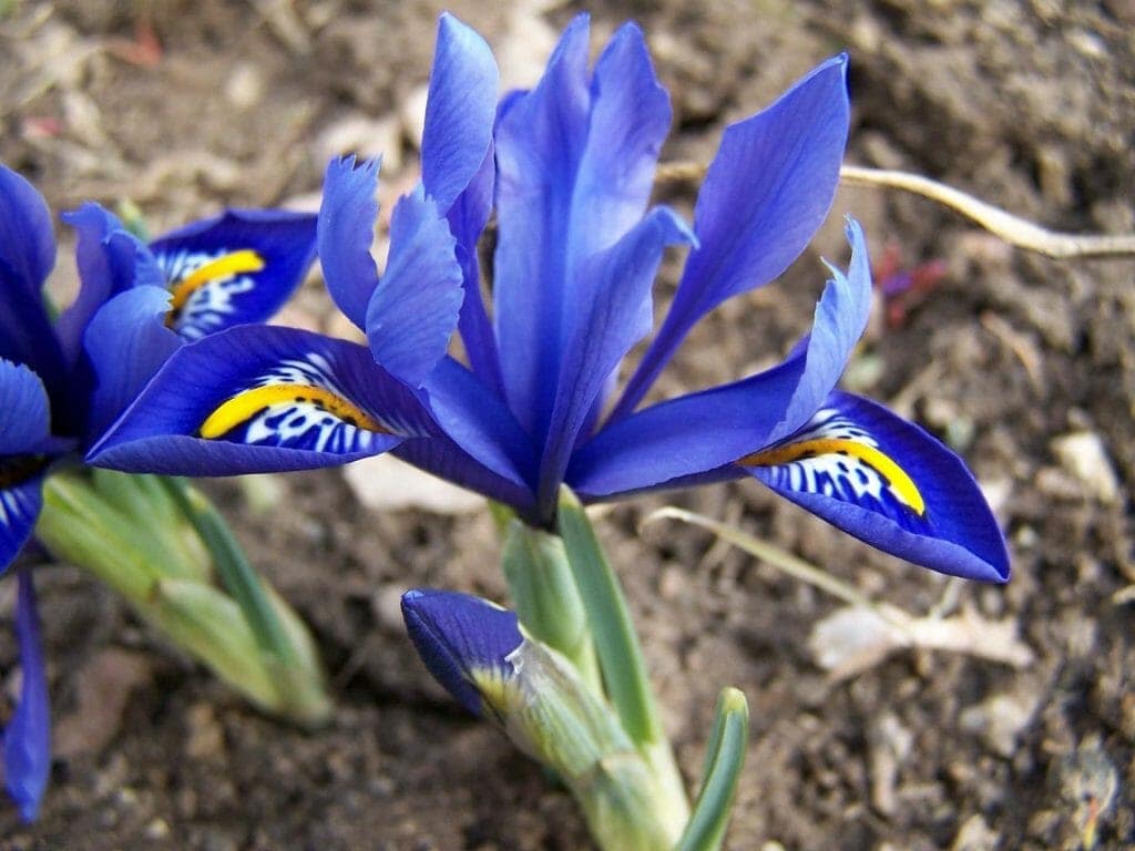 Reticulata Iris Bulb