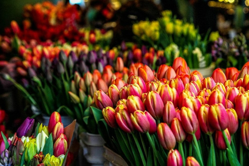 How to Care For Tulip Flowers