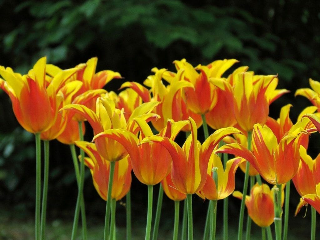 Parrot Tulips