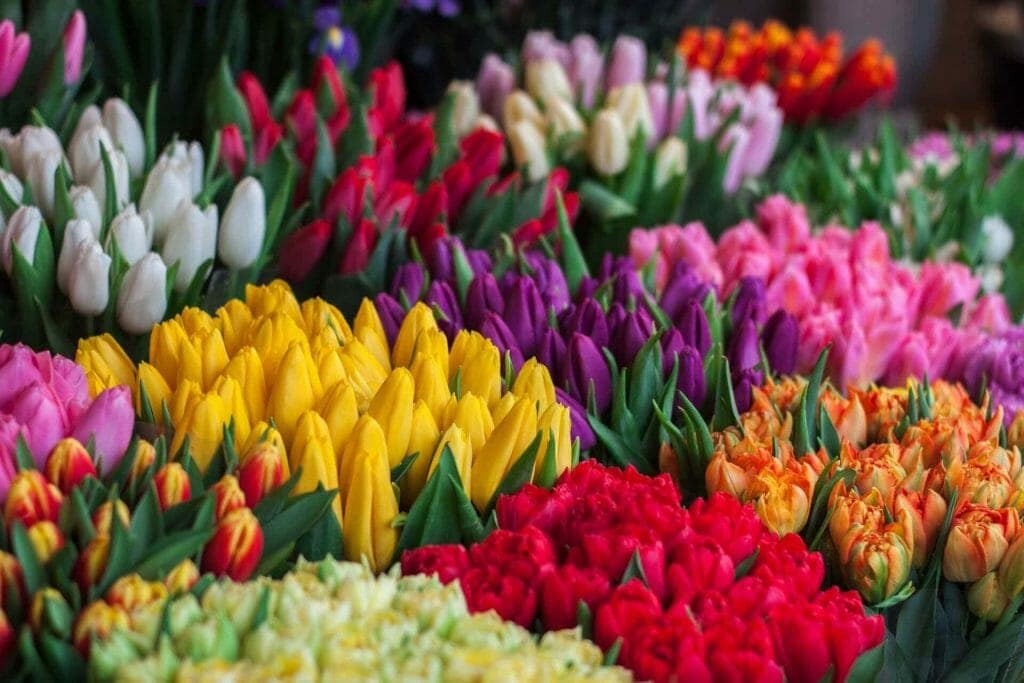 Tulip Flower Symbolism