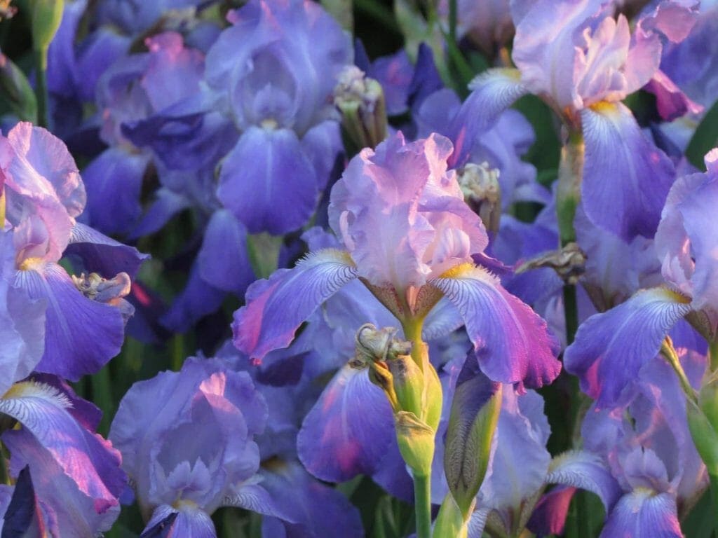 Types of Iris Flower