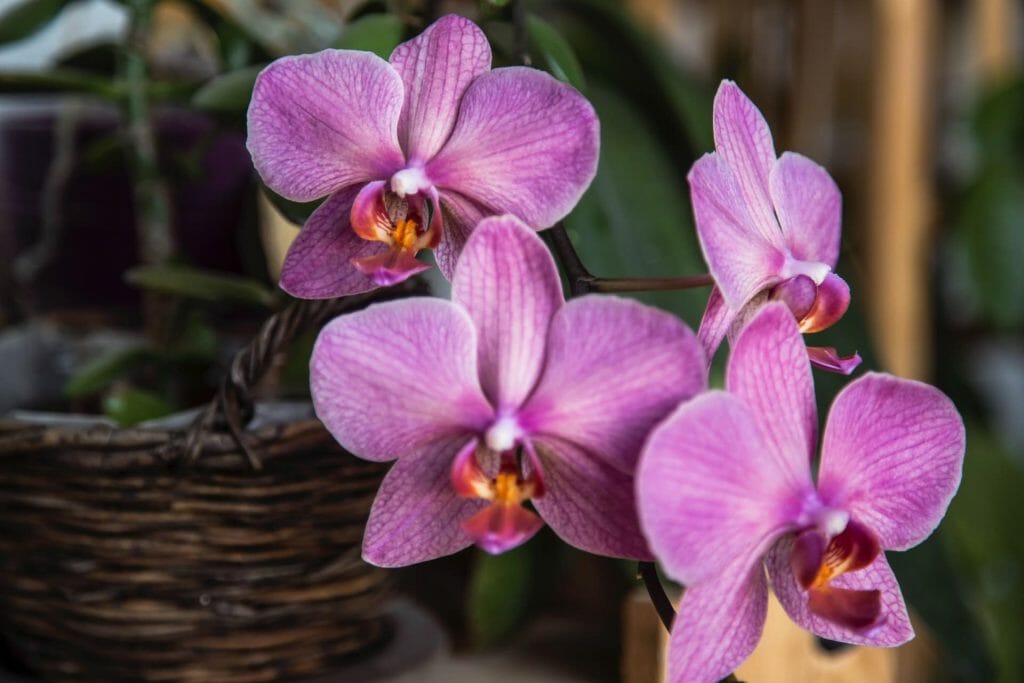What to look for when buying orchid flowers