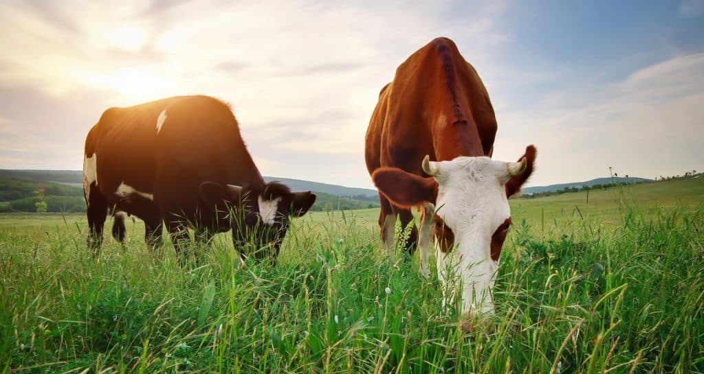 beef cows