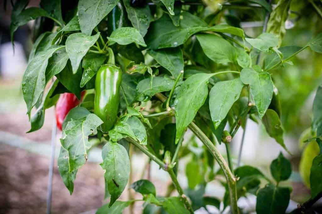 peppers