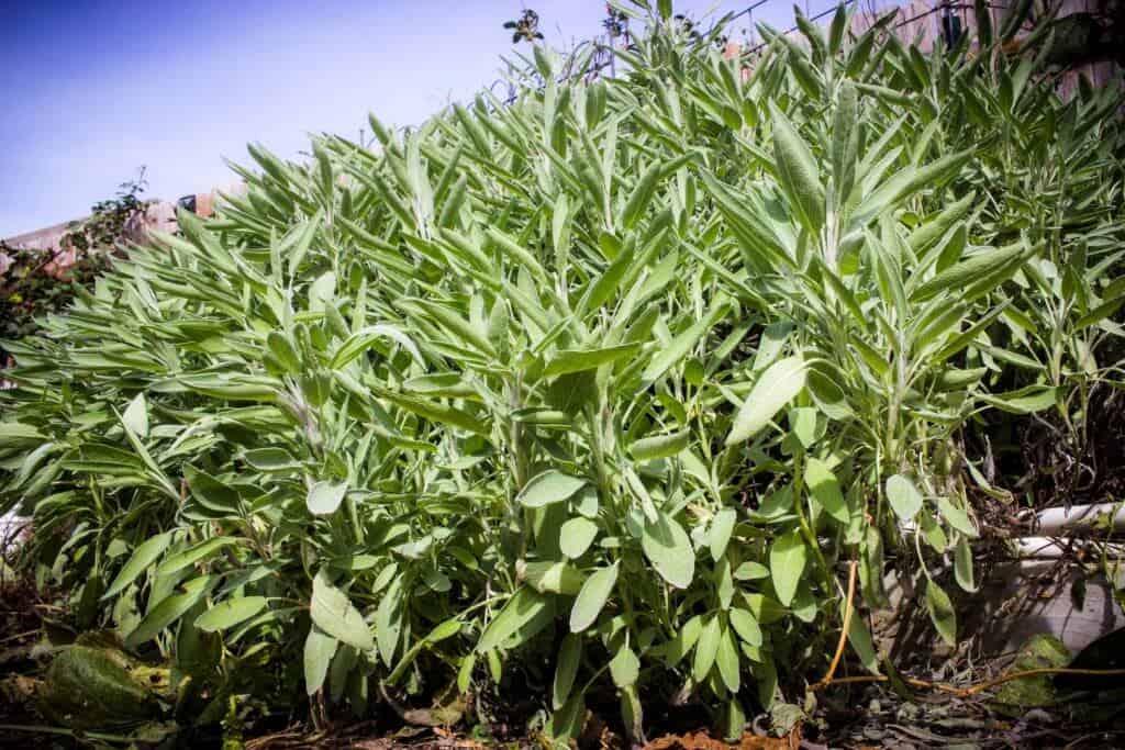 sage