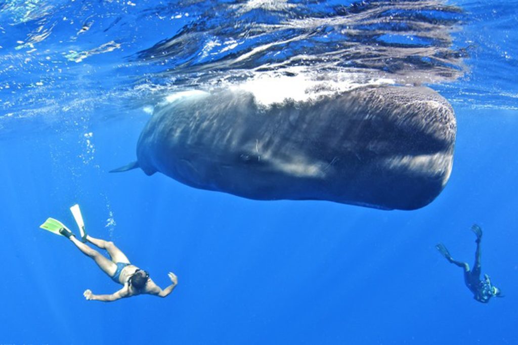Dominica The Perfect Caribbean Island For Adventure Travel
