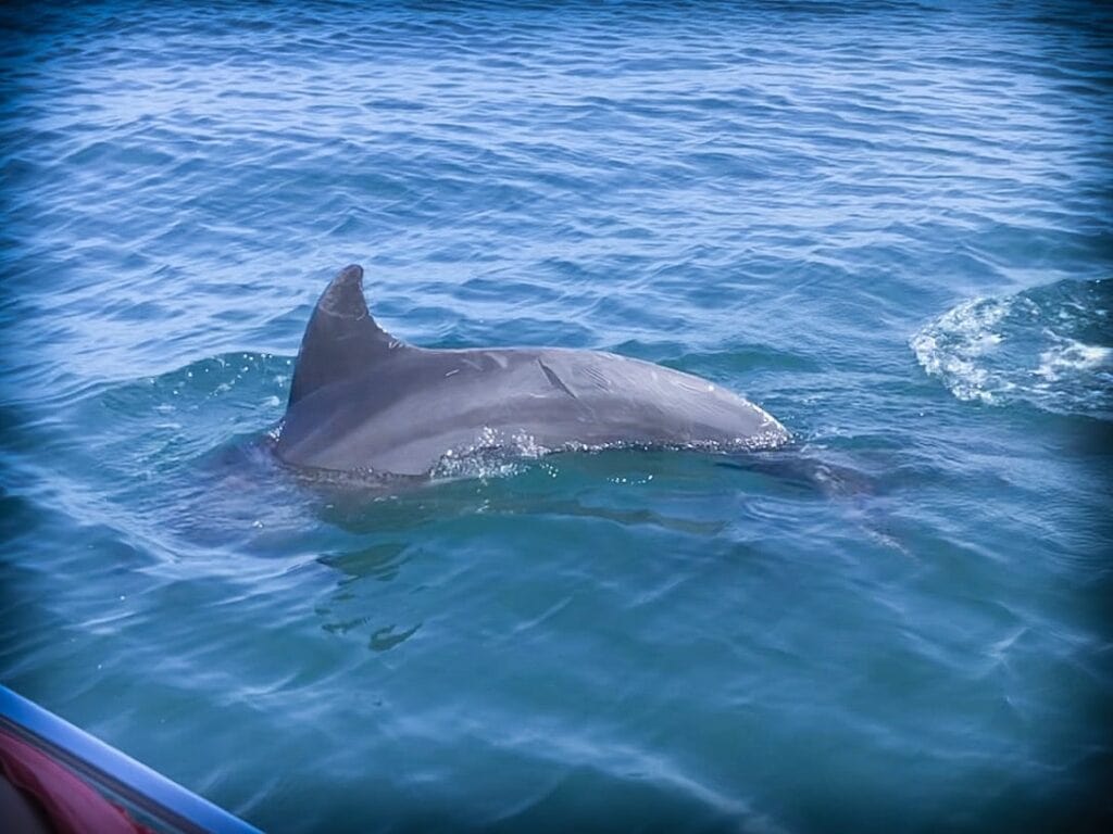 Swimming with wild dolphins in Puerto Vallarta, Mexico