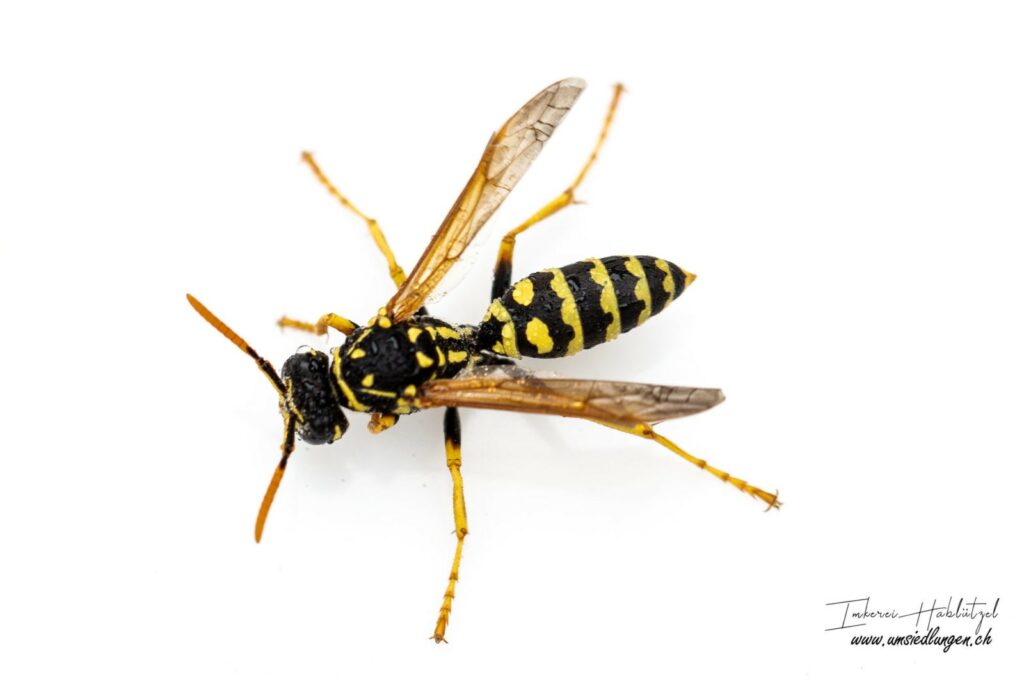 Feldwespen (Polistes dominula)