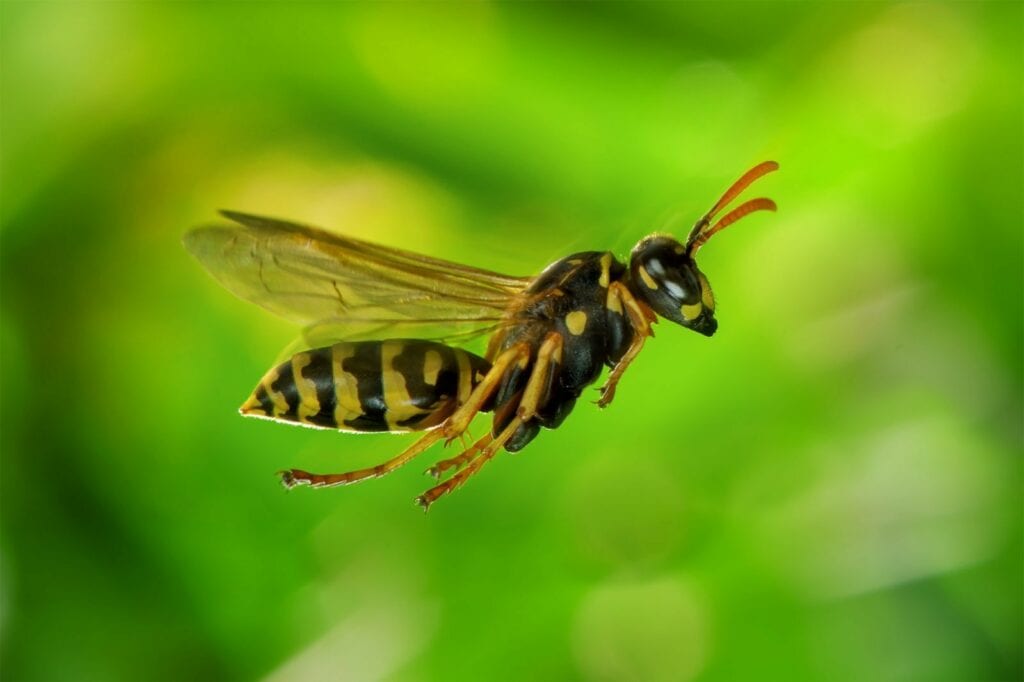 Feldwespe (Polistes)