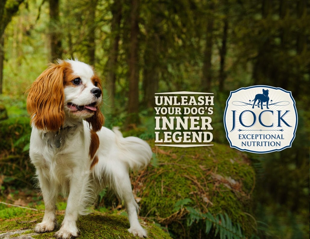 Know Your Breed Cavalier King Charles Spaniel Jock Dog Food