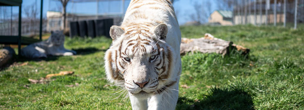 Tigre blanc Blackfire