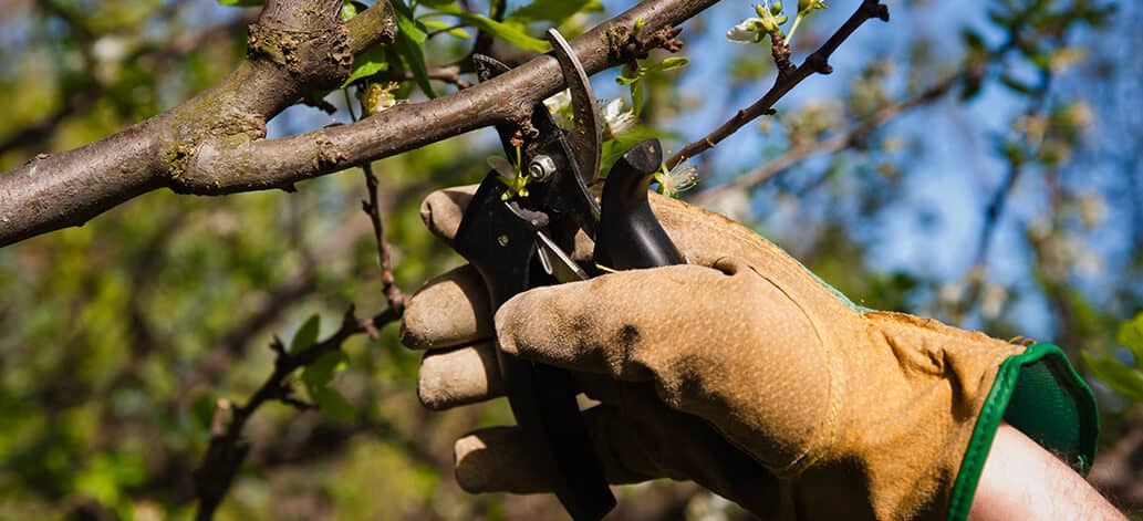 Tree Pruning Melbourne Tree Pruning