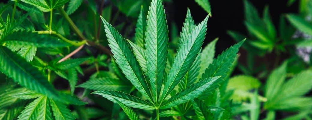 新鮮な大麻 栽培 剪定 すべての美しい花の画像 新鮮な大麻 栽培 剪定 すべての美しい花の画像