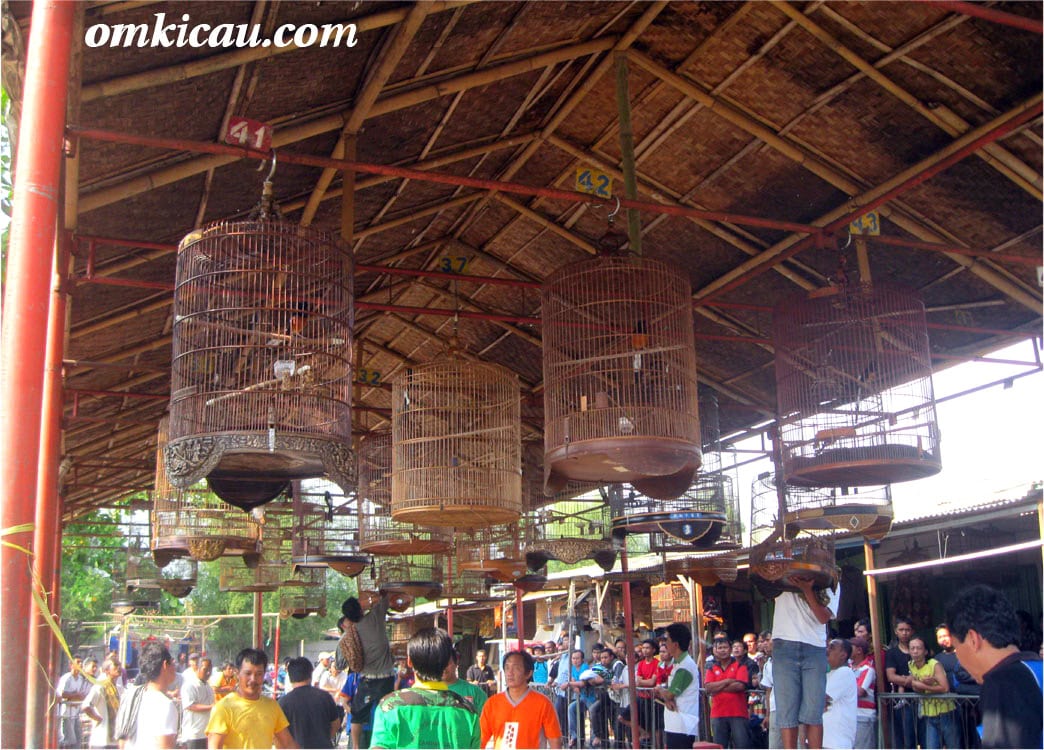 kamis-ceria-purbalingga Lomba Burung Kamis Ceria Purbalingga