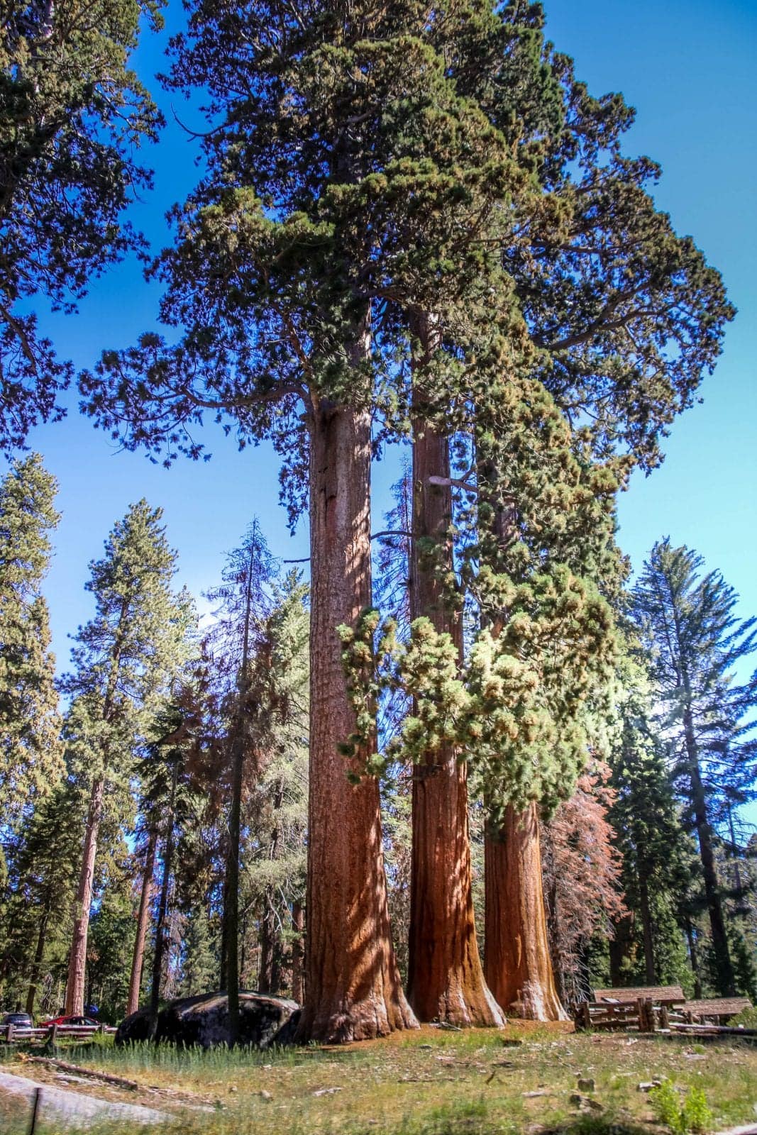 Sequoia