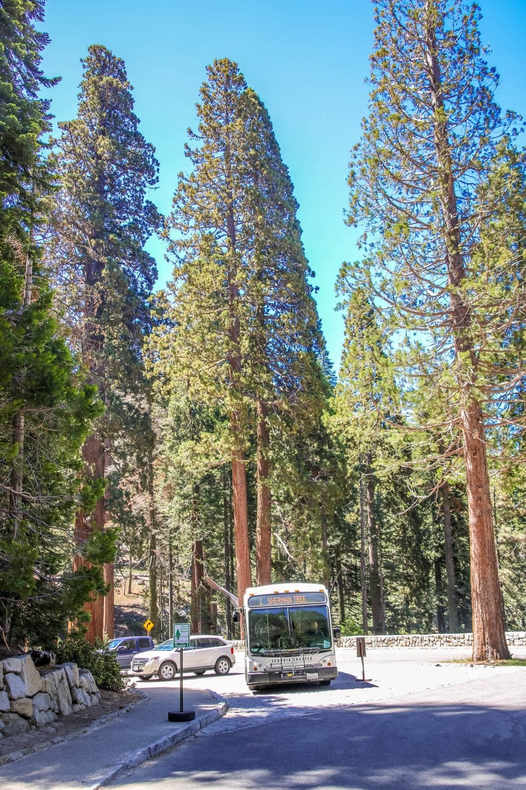 Bus Sequoia