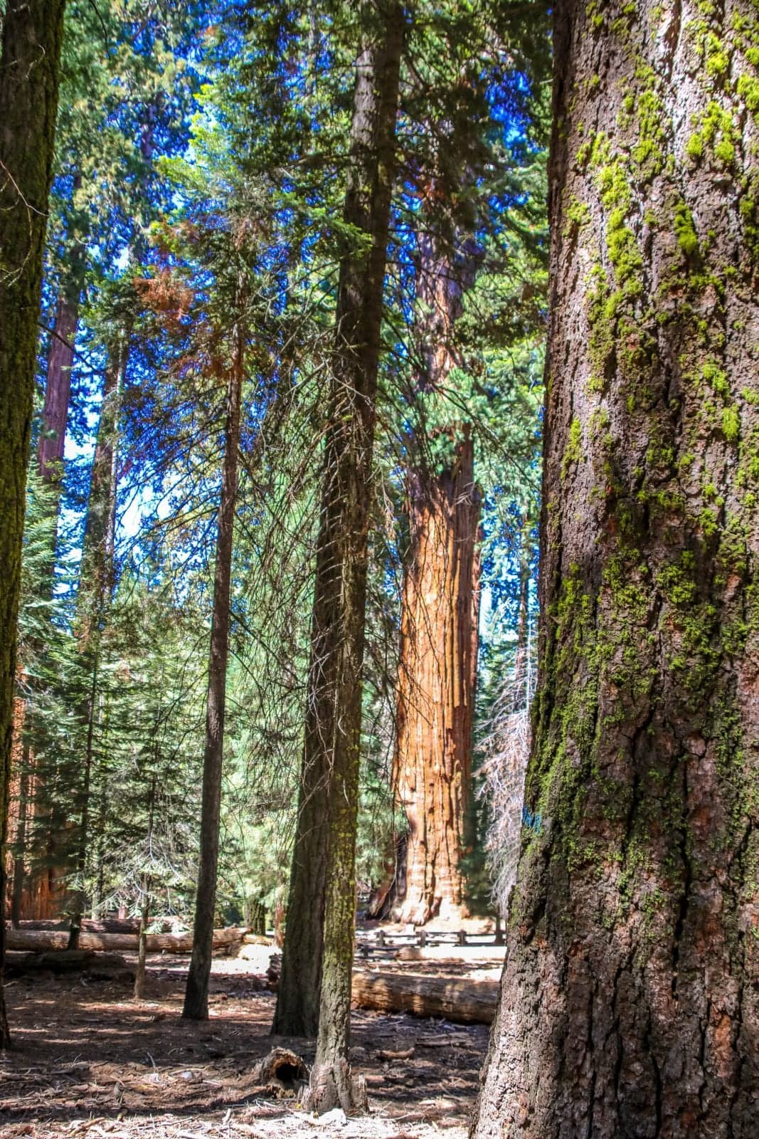 Sequoia