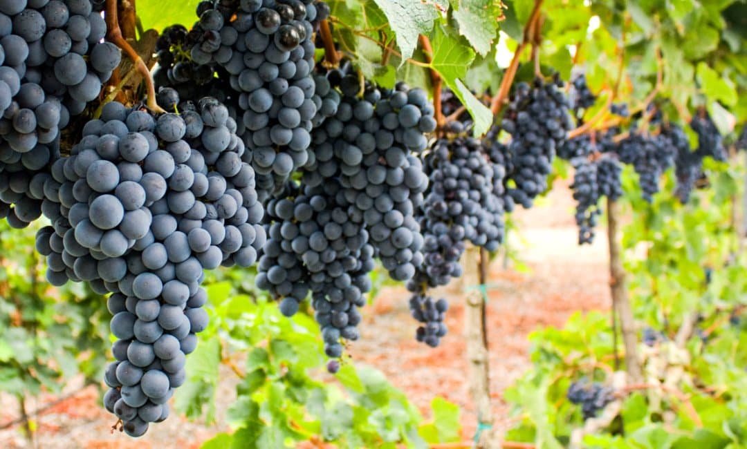 Tempranillo, Ribera del Duero, Spain ©Experiencing the Globe