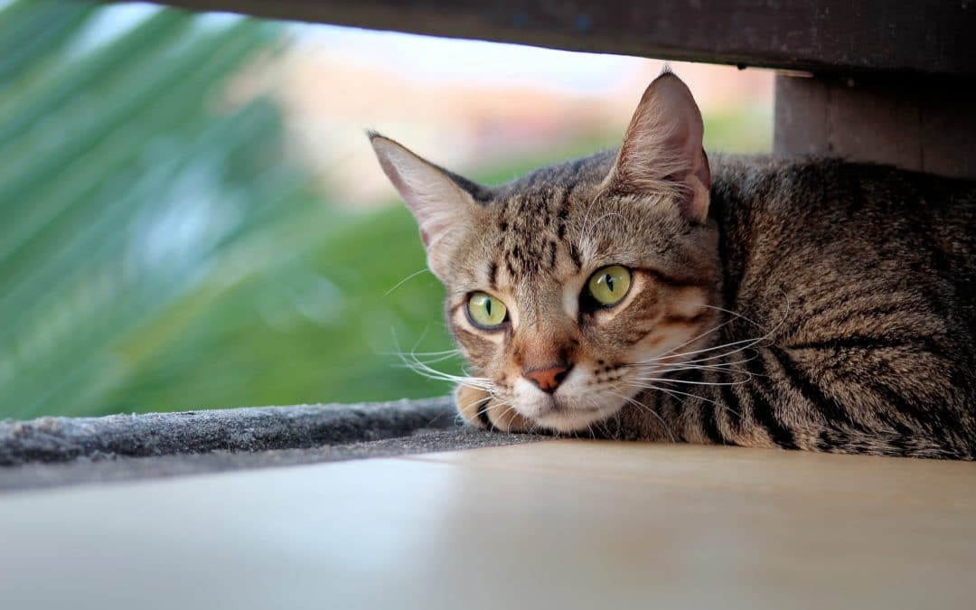 feline viral rhinotracheitis treatment