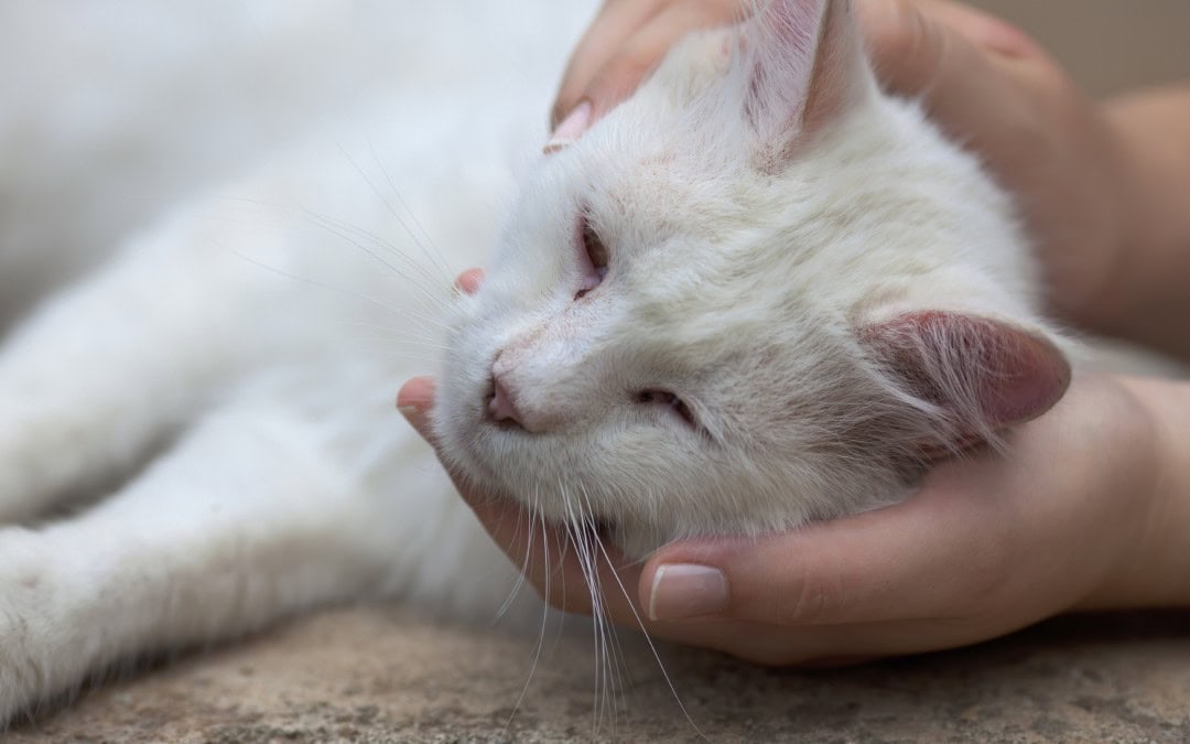 Injured Cat Signs of a Fight Anasazi Animal Clinic