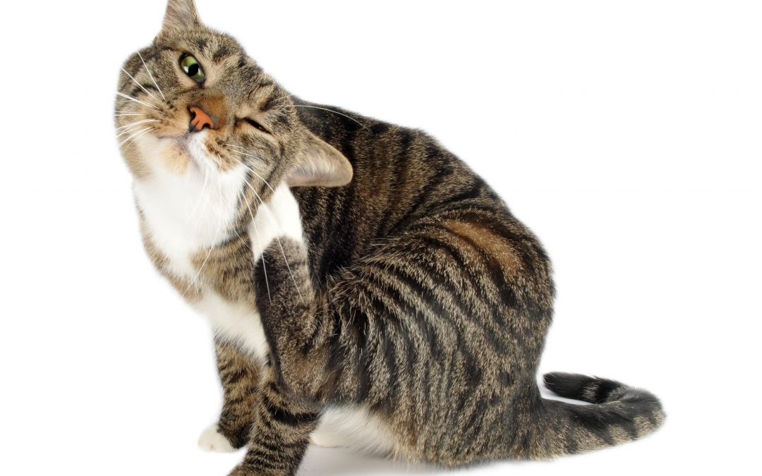 Relief For Your Itchy Cat