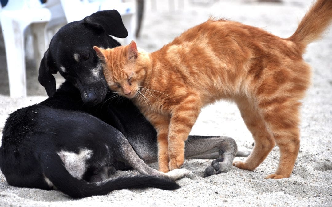 4 Reasons to Microchip Your Pet in Gilbert