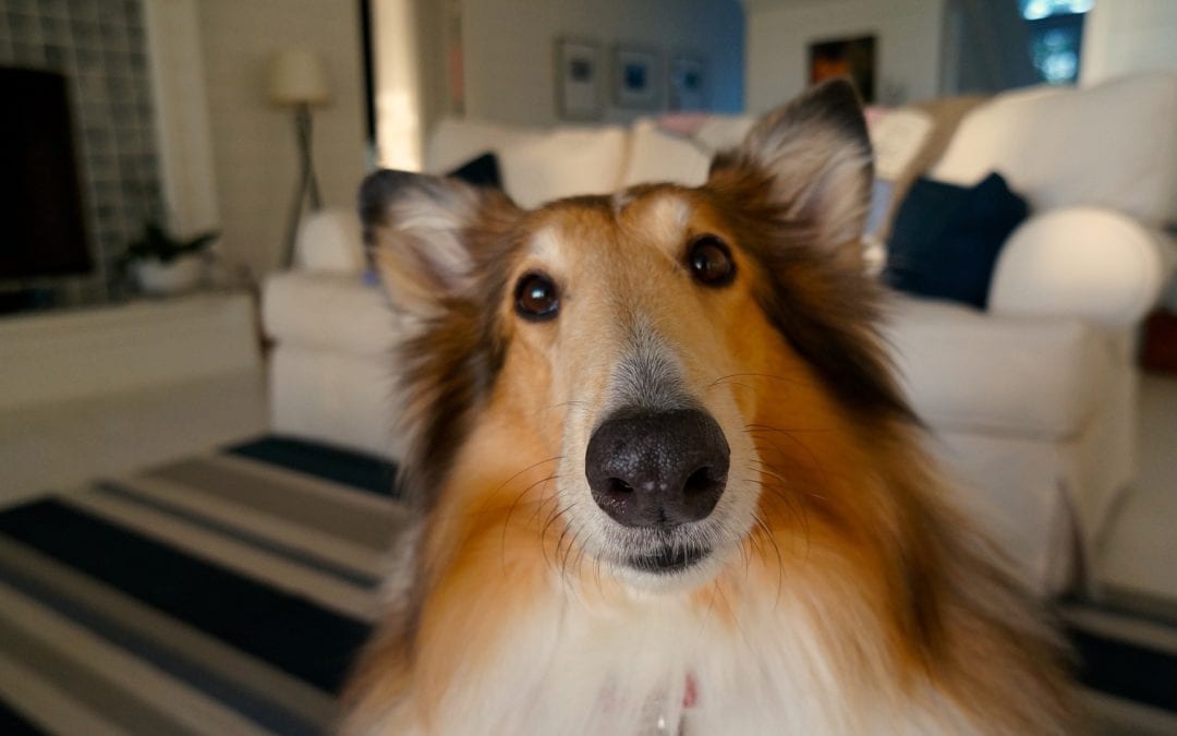 Indoor Exercises for Dogs