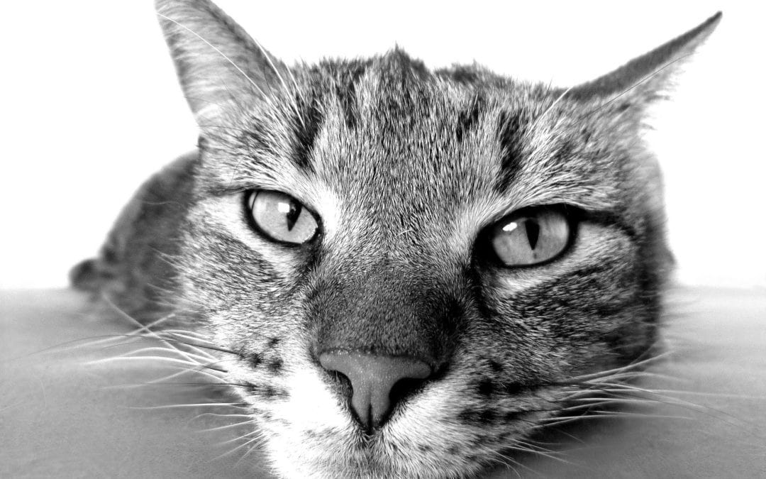 6 Subtle Signs Your Cat May Need To Visit The Vet Anasazi Animal Clinic