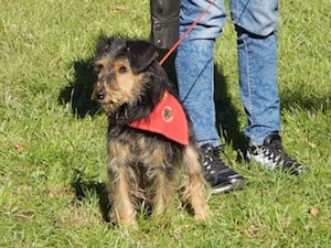 Dogs In The Park!