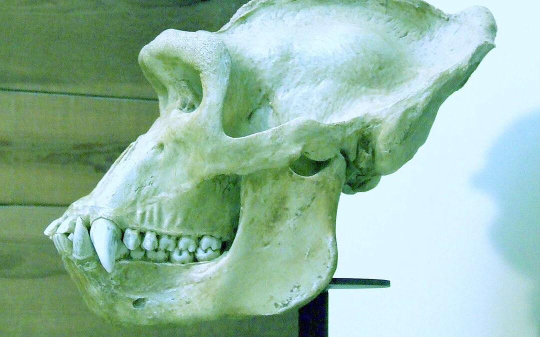 ERuDeF: Eight Gorilla Skulls Discovered in Batibo