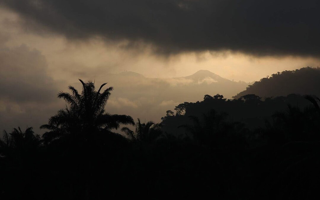 Cameroon crisis threatens Cross River Gorillas as displaced people flee to protected areas