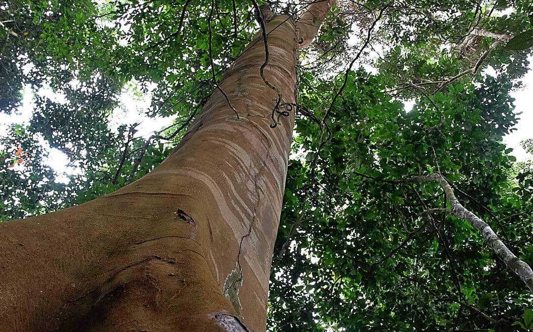 Community based approach the key to rainforest conservation