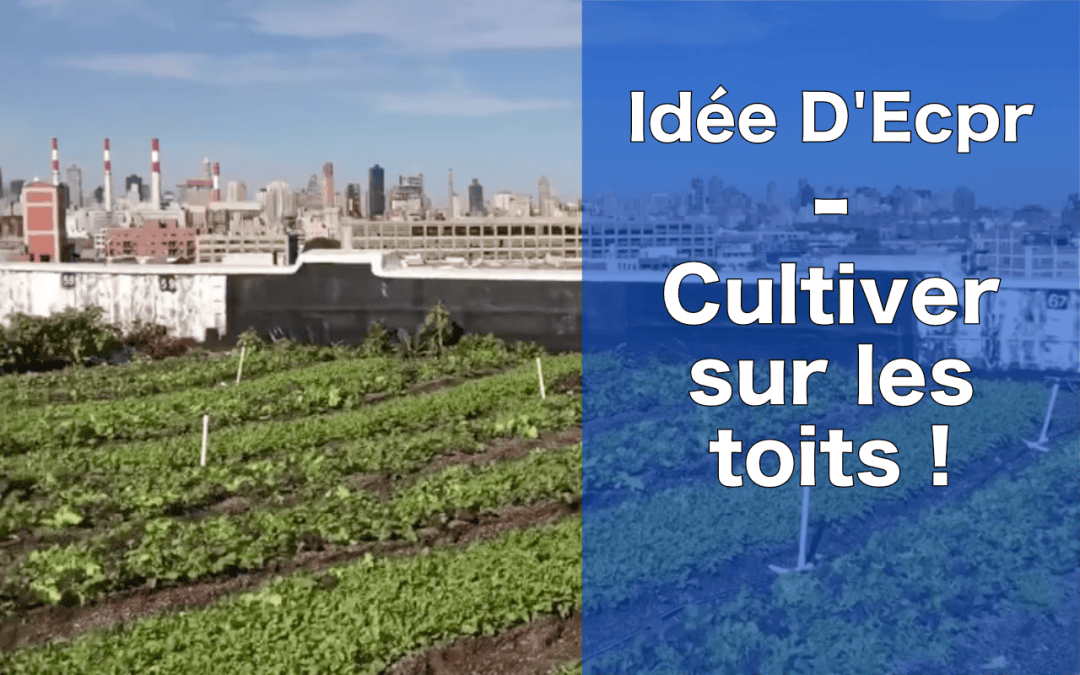 Idée d’Ecopreneur : cultiver sur les toits, une activité régénératrice ET rentable !