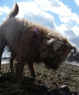 Roof glaciers, singular weather and bad news for a mouse.