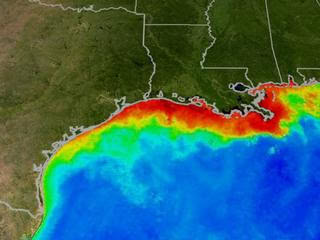 Gulf dead zone may be here for good.