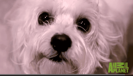 Maltese mix dog helps really sick kids