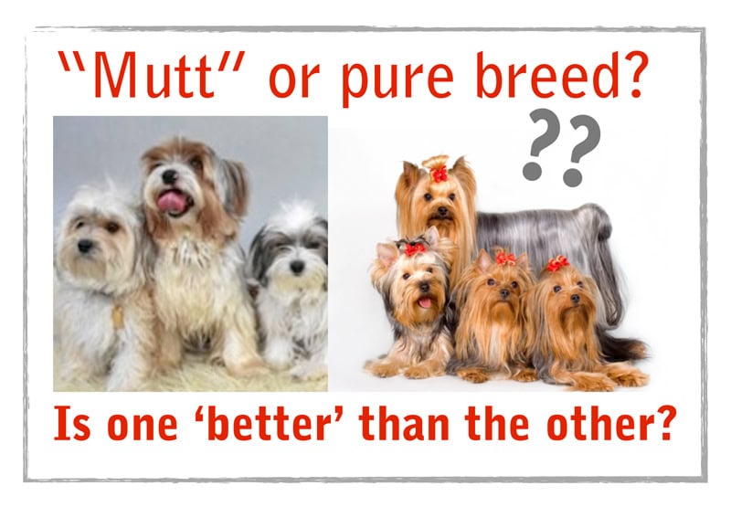 Feel guilty about having a purebred dog?