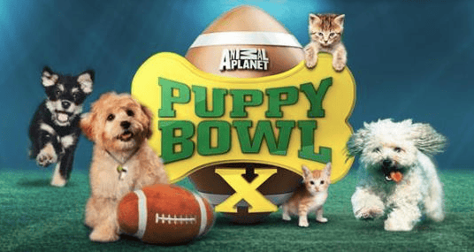 The story behind Puppy Bowl