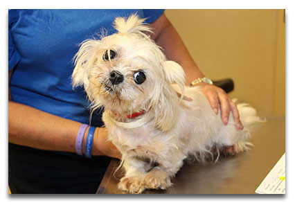 Poster Pup for the Evils of Puppy Mills