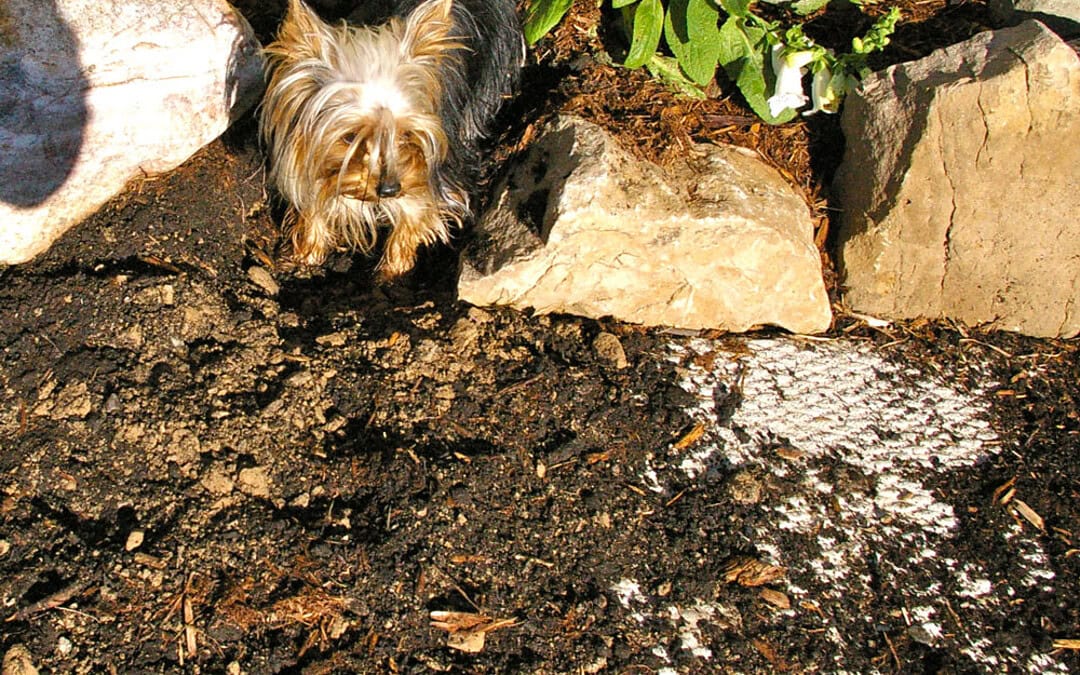 Doggy Danger in your Compost